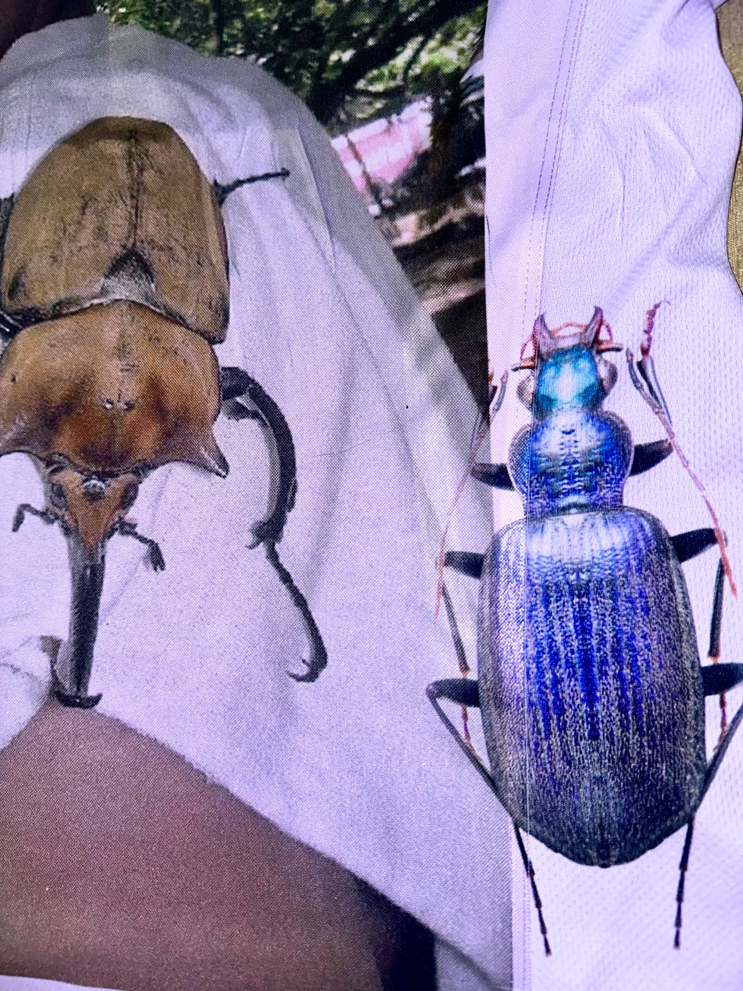 the creator has an inordinate fondness for beetles